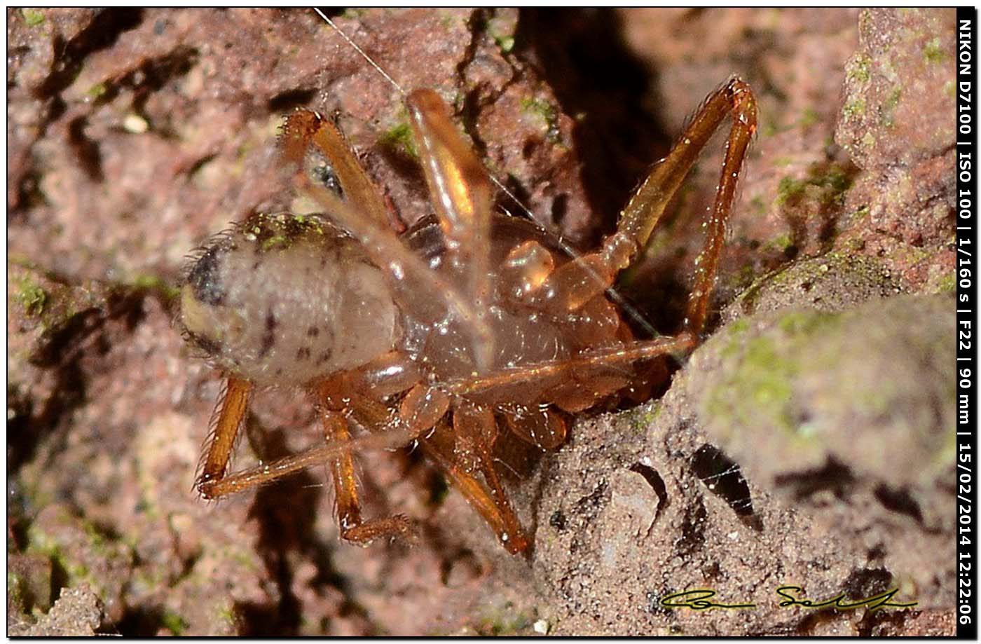 Scytodes velutina - Alghero (SS)